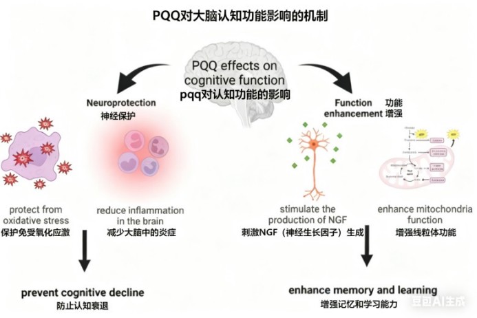脳健康成分シリーズ2 ピロロキノリンキノン(PQQ):神経細胞を保護するエネルギー活性化剤