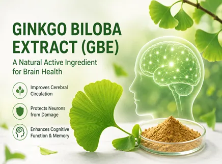 【脳健康成分シリーズ8】イチョウ葉抽出物(GBE):脳循環を改善する天然の有効成分